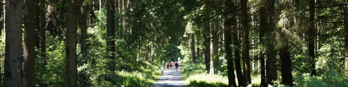 Wald bei Bruchmühlbach-Miesau