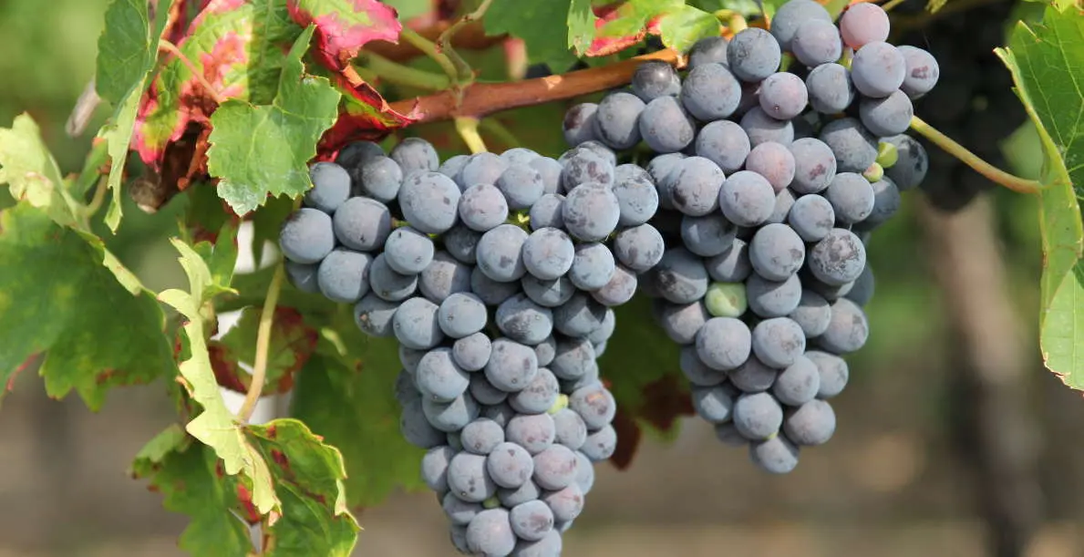 Rote Weintrauben in der Pfalz