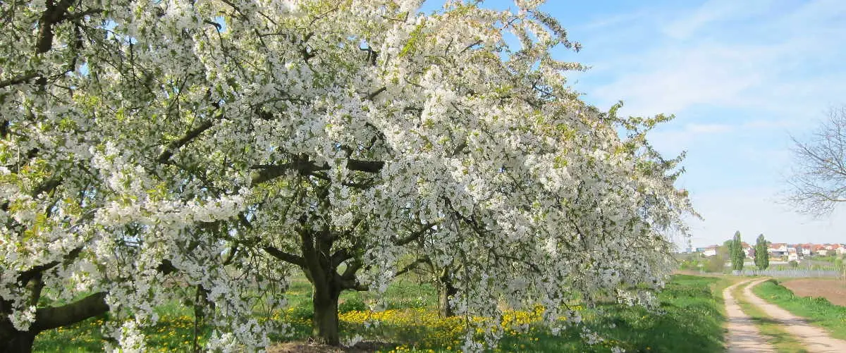 Alte Kirschbäume bei Freinsheim